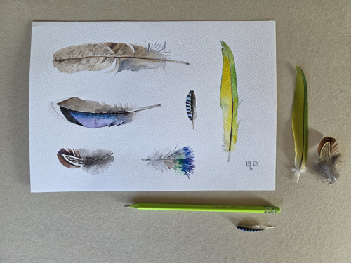 Peříčka č.8. Akvarel 21*29,7cm/A4 — foto 4