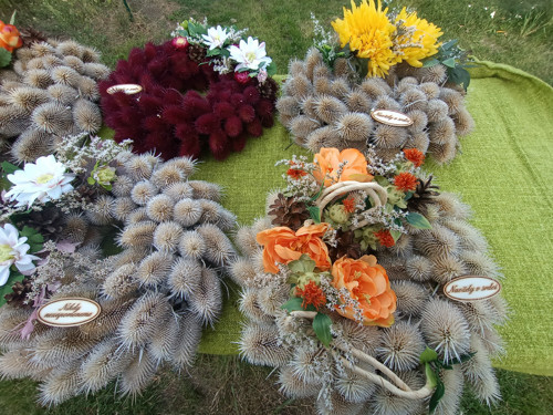 Bodlákový věnec — foto 6