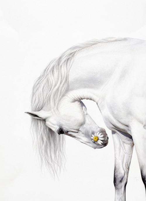 Whitelight EquineSoul 1. - 70x100 — foto 2