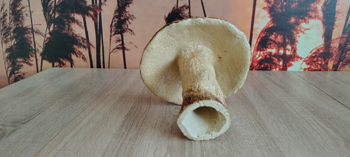 Keramický hřib "pravák" — foto 3