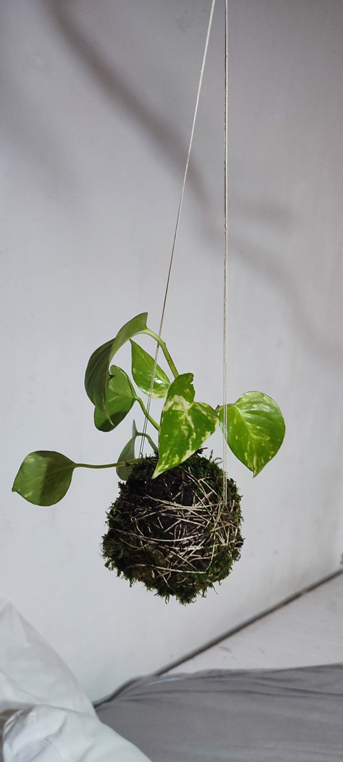 KOKEDAMA - Epipremnum /pothos/ — foto 2