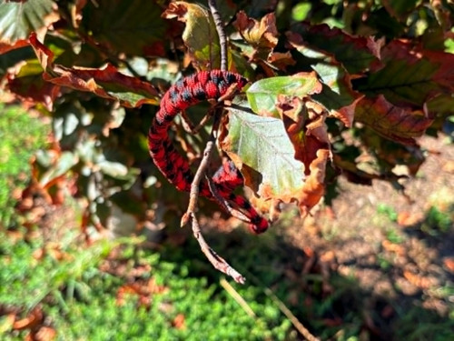 Rybí ocas 016 — foto 2