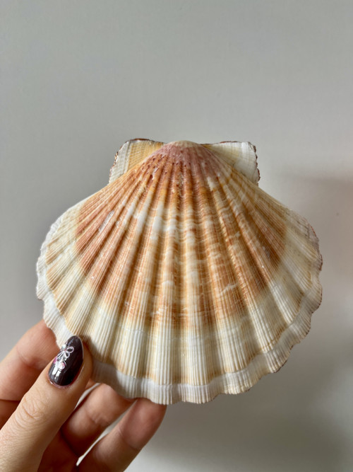 Cvrlikání – šperkovnice z mušle — foto 3