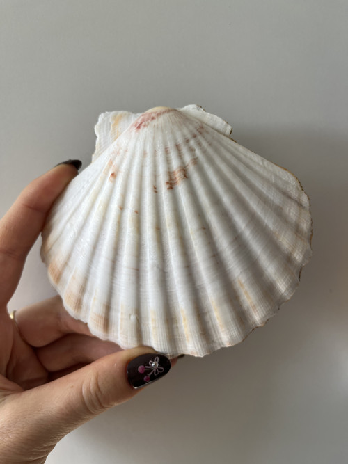Pyšná - šperkovnice z mušle — foto 4