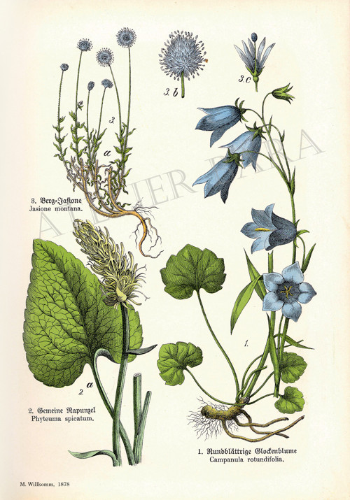 Z herbáře - zvoneček — foto 2