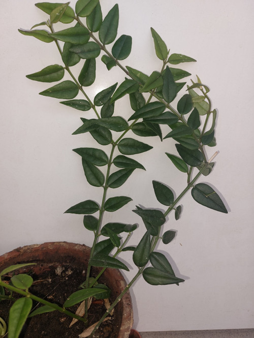 Hoya - řízek — foto 2