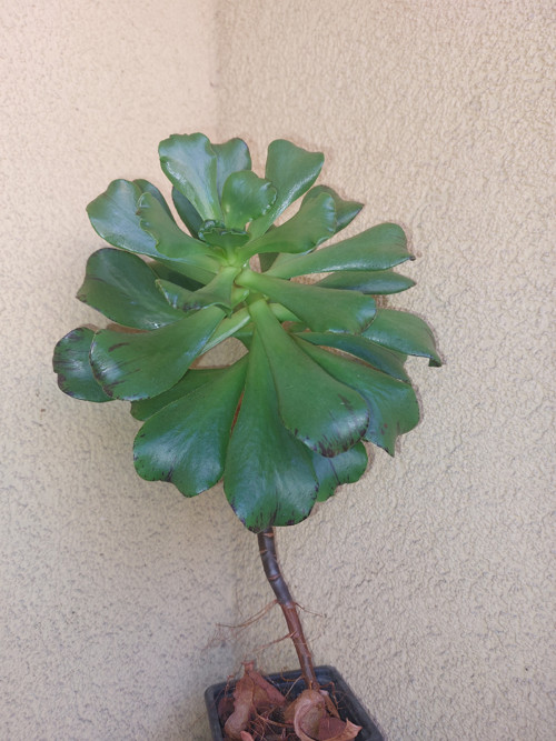 Aeonium — foto 2