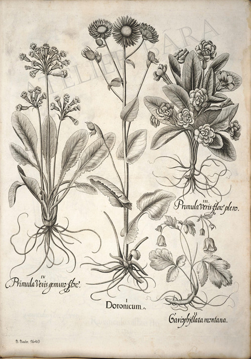 Z herbáře -luční květy — foto 2