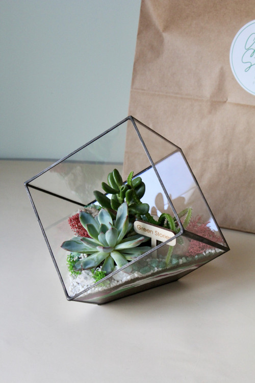 Rostlinné terárium "Cube" — foto 2