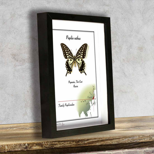 Motýl v rámku-PAPILIO XUTHUS — foto 2