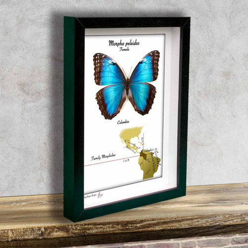 Motýl v rámku-MORPHO PELEIDES-FEMALE — foto 2
