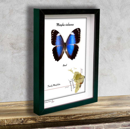 Motýl v rámku-MORPHO VIOLACEUS — foto 2