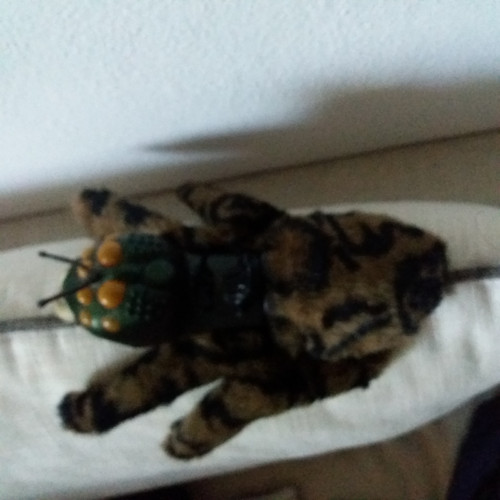 Trancula - pavouk na ruku — foto 3