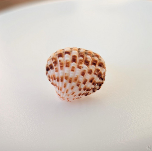 Handmade prsteň - morská mušľa 2 — foto 2