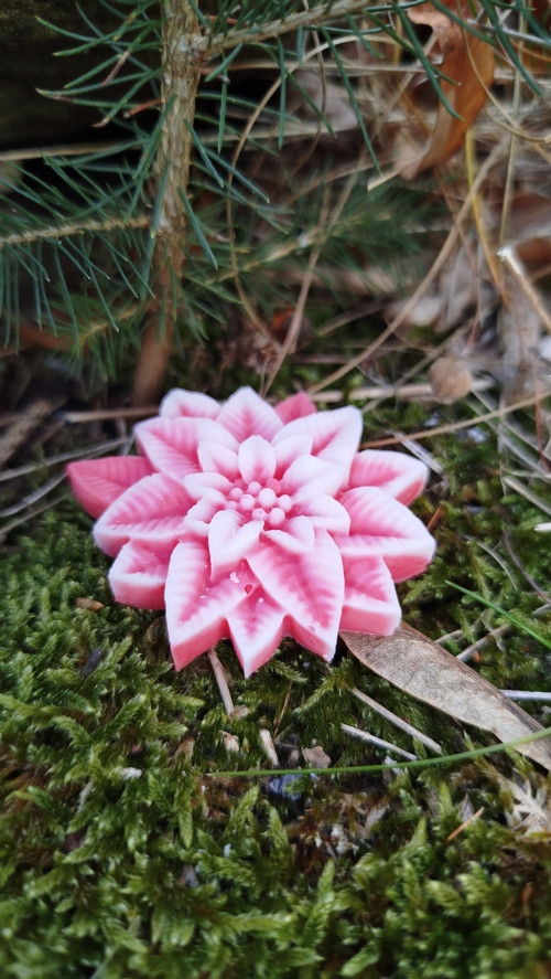 Svíčka - vánoční hvězda — foto 3