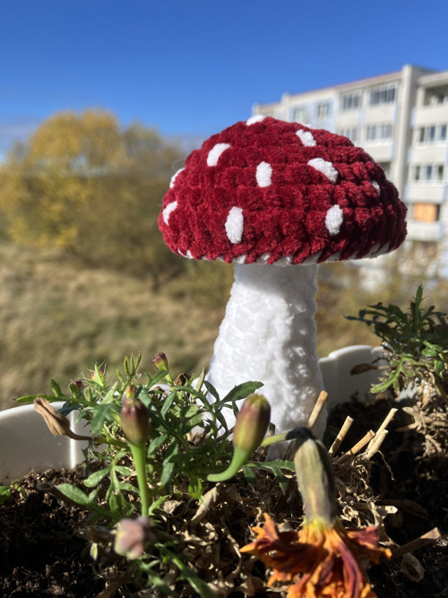 Háčkovaná muchomůrka — foto 2
