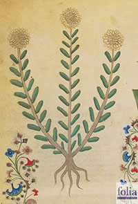 Kytka