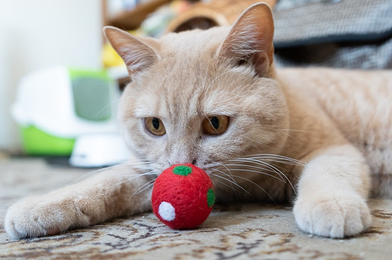 Červená puntíkatá hračka pro kočku s kozlíkem lékařským