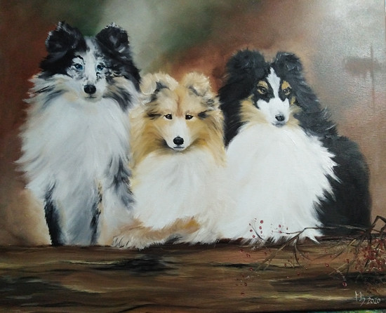 Obraz sheltie