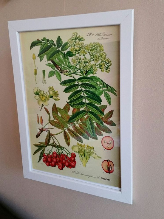 Botanické obrázky ze starého herbáře