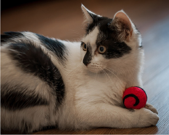 Plstěná hračka pro kočky v červené barvě s hravou spirálkou