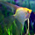 Angelfish