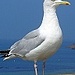 hanhen