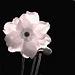White Poppy