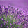 Provence fleur