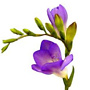 Freesia violet