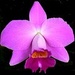 Laelia-resin