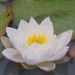 padma