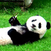 Panda21
