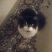 Elmine