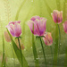 FlowerBed