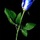 Blue Rose for women