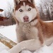 Dog and Paw
