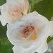 Rositas