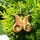 albero
