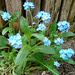 blueflower