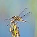Dragonfly-design-foto