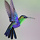 kollibrik