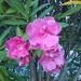 orchideje