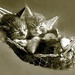 valcat