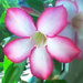 adenia