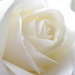 Snow Rose