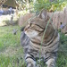 Tři číči