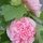 Alcea
