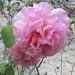 belabel