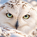 Misha81